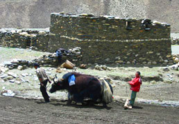 Land_Menschen/Dolpo_FeldPfluegen_Yaks_bearb_komp