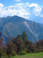Dolpo_Schneeberg_Blumenwiese_bearb_komp