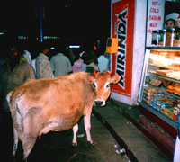 Indien_Mysore_Kuh_bearb_komp