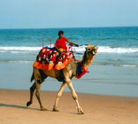 Indien_Puri_JungeKamelStrand_bearb_komp